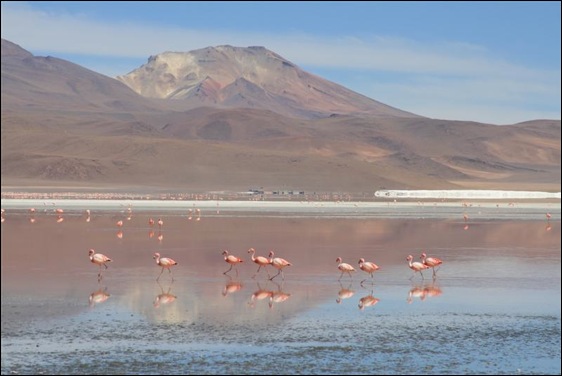 Flamingos at Laguna Colorada